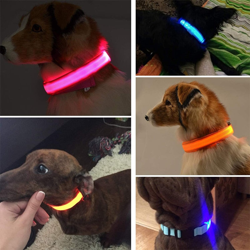 Leuchtendes LED Hundehalsband
